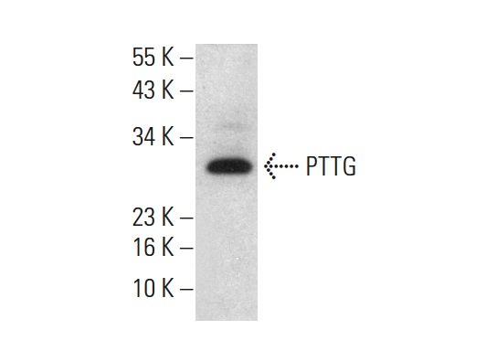  PTTG (C-18): sc-5839. Western blot analysis of PTTG expression in MOLT-4 whole cell lysate.