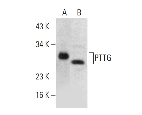  PTTG (N-16): sc-5836. Western blot analysis of human recombinant PTTG fusion protein (A) and PTTG expression in MOLT-4 whole cell lysate (B).