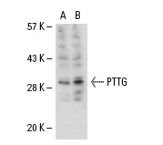  PTTG (S-19): sc-67817. Western blot analysis of PTTG expression in Jurkat (A) and MOLT-4 (B) whole cell lysates.