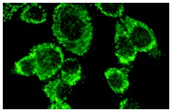  PTTG (D-14): sc-5841. Immunofluorescence staining of methanol-fixed NIH/3T3 cells showing cytoplasmic localization.