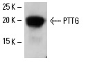  PTTG (H-160): sc-22772. Western blot analysis of PTTG expression in rat pituitary tissue extract.