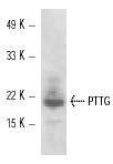  PTTG (T-20): sc-5842. Western blot analysis of PTTG expression in rat pituitary tissue extract.