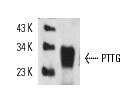  PTTG (DCS-280): sc-56207. Western blot analysis of PTTG expression in Jurkat whole cell lysate.