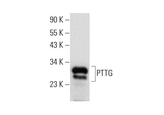  PTTG (DCS-280): sc-56207. Western blot analysis of PTTG expression in MOLT-4 whole cell lysate.