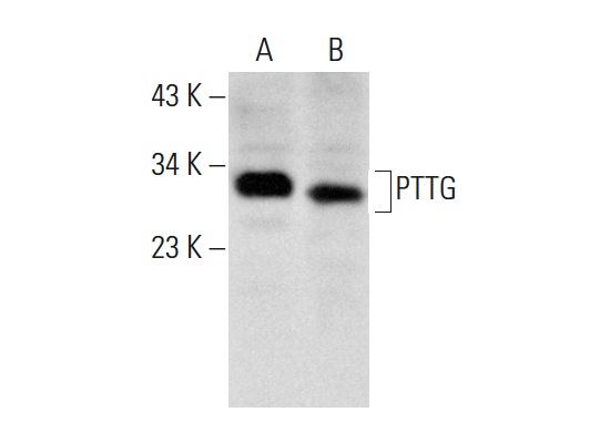  PTTG (DCS-280): sc-56207. Western blot analysis of PTTG expression in GH3 (A) and AtT-20/D16vF2 (B) whole cell lysates.