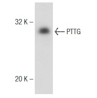  PTTG (DCS-280): sc-56207. Western blot analysis of PTTG expression in HCT 116 whole cell lysate.