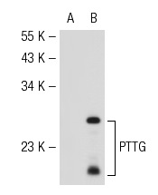  PTTG (SPM210): sc-56461. Western blot analysis of PTTG expression in non-transfected: sc-117752 (A) and mouse PTTG transfected: sc-125874 (B) 293T whole cell lysates.