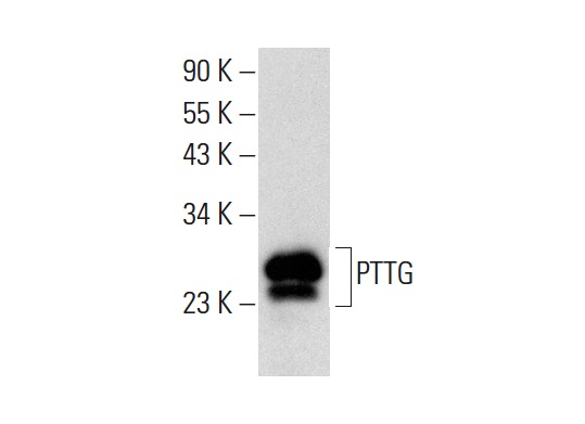  PTTG (SPM210): sc-56461. Western blot analysis of PTTG expression in MOLT-4 whole cell lysate.