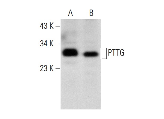  PTTG (SPM210): sc-56461. Western blot analysis of PTTG expression in GH3 (A) and AtT-20/D16vF2 (B) whole cell lysates.