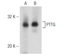  PTTG (SPM210): sc-56461. Western blot analysis of PTTG expression in HCT 116 (A) and MOLT-4 (B) whole cell lysates.