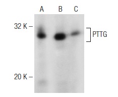  PTTG (3F313): sc-71947. Western blot analysis of PTTG expression in HCT 116 (A), MOLT-4 (B) and Jurkat (C) whole cell lysates.