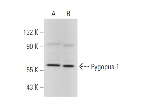  Pygopus 1 (N-18): sc-83019. Western blot analysis of Pygopus 1 expression in HeLa (A) and HEK293 (B) whole cell lysates.