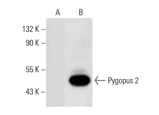  Pygopus 2 (N-19): sc-74878. Western blot analysis of Pygopus 2 expression in non-transfected: sc-117752 (A) and mouse Pygopus 2 transfected: sc-122857 (B) 293T whole cell lysates.