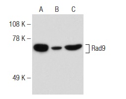  Rad9 (A-4): sc-74463. Western blot analysis of Rad9 expression in KNRK (A), PC-3 (B) and CCRF-CEM (C) nuclear extracts.