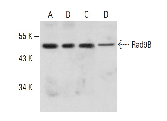  Rad9B (T-12): sc-109415. Western blot analysis of Rad9B expression in HL-60 (A), THP-1 (B), RT-4 (C) and A431 (D) whole cell lysates.