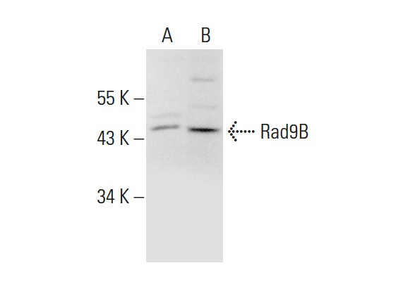  Rad9B (V-14): sc-109416. Western blot analysis of Rad9B expression in F9 (A) and KNRK (B) whole cell lysates.