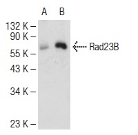  Rad23B (C-4): sc-166507. Western blot analysis of Rad23B expression in non-transfected: sc-117752 (A) and mouse Rad23B transfected: sc-125881 (B) 293T whole cell lysates.