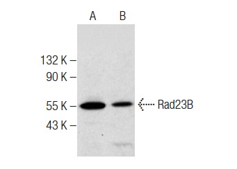  Rad23B (E-10): sc-377409. Western blot analysis of Rad23B expression in K-562 (A) and HeLa (B) whole cell lysates.