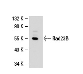  Rad23B (H-120): sc-67225. Western blot analysis of Rad23B expression in HeLa whole cell lysate.