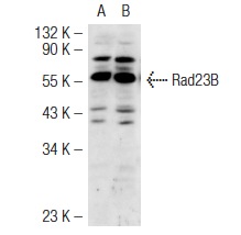  Rad23B (H-120): sc-67225. Western blot analysis of Rad23B expression in non-transfected: sc-117752 (A) and human Rad23B transfected: sc-111361 (B) 293T whole cell lysates.