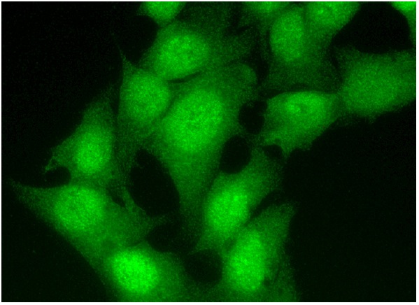  Rad23B (H-120): sc-67225. Immunofluorescence stain-ing of formalin-fixed HepG2 cells showing nuclear and cytoplasmic localization.