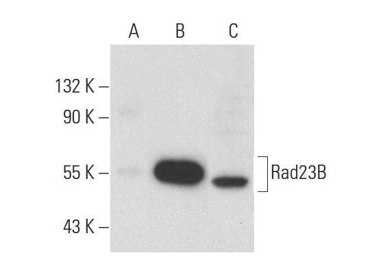  Rad23B (H-8): sc-137088. Western blot analysis of Rad23B expression in non-transfected 293T: sc-117752 (A), mouse Rad23B transfected 293T: sc-125881 (B) and K-562 (C) whole cell lysates.