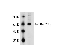  Rad23B (M-120): sc-67226. Western blot analysis of Rad23B expression in HeLa whole cell lysate.