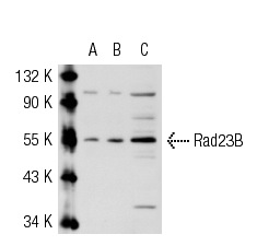  Rad23B (M-120): sc-67226. Western blot analysis of Rad23B expression in non-transfected 293T: sc-117752 (A), human Rad23B transfected 293T: sc-111366 (B) and HeLa (C) whole cell lysates.