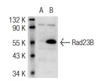  Rad23B (M-120): sc-67226. Western blot analysis of Rad23B expression in non-transfected: sc-117752 (A) and mouse Rad23B transfected: sc-125881 (B) 293T whole cell lysates.