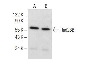  Rad23B (F-8): sc-390019. Western blot analysis of Rad23B expression in K-562 (A) and HeLa (B) whole cell lysates.