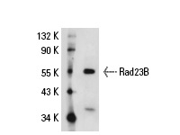  Rad23B (P-18): sc-49042. Western blot analysis of Rad23B expression in HeLa whole cell lysate.