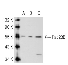  Rad23B (P-18): sc-49042. Western blot analysis of Rad23B expression in non-transfected 293T: sc-117752 (A), human Rad23B transfected 293T: sc-111366 (B) and HeLa (C) whole cell lysates.