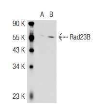  Rad23B (P-18): sc-49042. Western blot analysis of Rad23B expression in non-transfected: sc-117752 (A) and mouse Rad23B transfected: sc-125881 (B) 293T whole cell lysates.