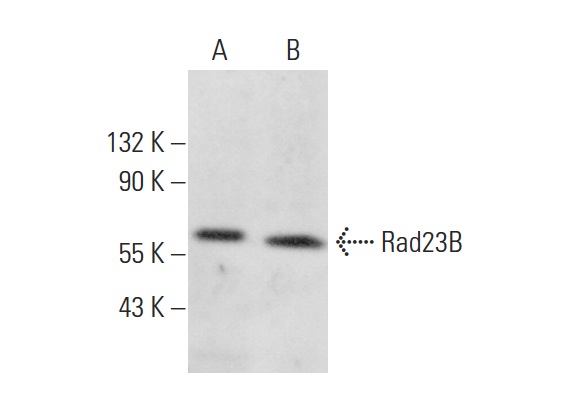  Rad23B (P-18): sc-49042. Western blot analysis of Rad23B expression in MCF7 (A) and Raji (B) whole cell lysates.