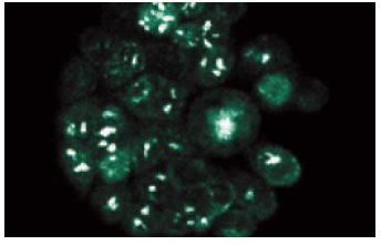  Rad23B (16): sc-136052. Immunofluorescence staining of WiDr cells showing nuclear and cytoplasmic localization.