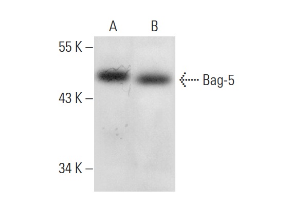  Bag-5 (H-300): sc-367500. Western blot analysis of Bag-5 expression in Jurkat (A) and MOLT-4 (B) whole cell lysates.