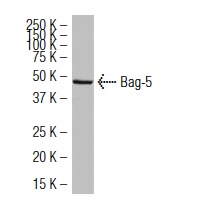  Bag-5 (18Z): sc-101215. Western blot analysis of Bag-5 expression in Jurkat whole cell lysate.