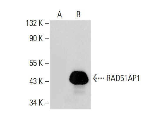  RAD51AP1 (M-14): sc-240803. Western blot analysis of RAD51AP1 expression in non-transfected: sc-117752 (A) and mouse RAD51AP1 transfected: sc-122939 (B) 293T whole cell lysates.