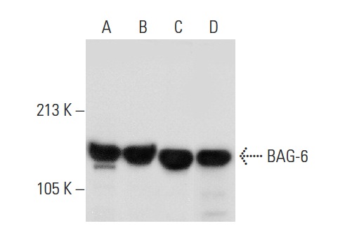  BAG-6 (D-1): sc-365928. Western blot analysis of BAG-6 expression in A431 (A), MCF7 (B), HEK293 (C) and Hep G2 (D) whole cell lysates.