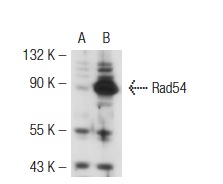  Rad54 (H-152): sc-11428. Western blot analysis of Rad54 expression in non-transfected: sc-117752 (A) and mouse Rad54 transfected: sc-125883 (B) 293T whole cell lysates.