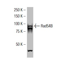  Rad54B (19-K2): sc-101234. Western blot analysis of Rad54B expression in HeLa nuclear extract.