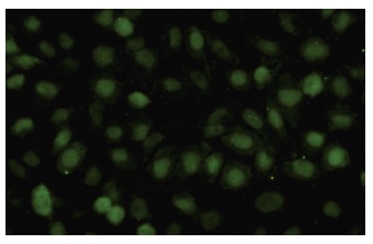  Rad54B (19-K2): sc-101234. Immunofluorescence staining of paraformaldehyde-fixed HeLa cells showing nuclear localization.