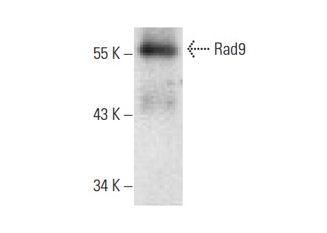  Rad9 (yC-20): sc-6742. Western blot analysis of yeast recombinant Rad9 fusion protein.