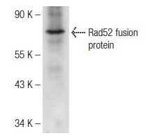  Rad52 (y-300): sc-50445. Western blot analysis of goat recombinant Rad52 fusion protein.