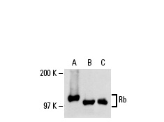  Rb (C-2): sc-74562. Western blot analysis of Rb expression in SW480 whole cell lysate (A) and NIH/3T3 (B) and KNRK (C) nuclear extracts.