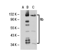  Rb (C-2): sc-74562. Western blot analysis of Rb expression in non-transfected 293T: sc-117752 (A), human Rb transfected 293T: sc-114014 (B) and K-562 (C) whole cell lysates.