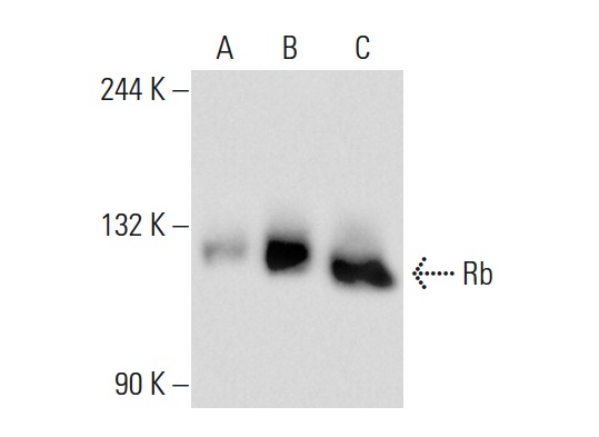  Rb (C-2): sc-74562. Western blot analysis of Rb expression in non-transfected 293T: sc-117752 (A), human Rb transfected 293T: sc-159907 (B) and K-562 (C) whole cell lysates.