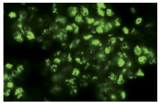  53BP1 (H-300): sc-22760. Immunofluorescence staining of normal mouse kidney frozen section showing nuclear and cytoplasmic staining.