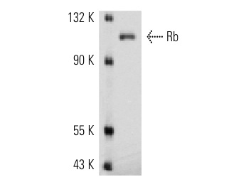  Rb (32G8): sc-69790. Western blot analysis of Rb phosphorylation expression in SK-LMS-1 whole cell lysate.