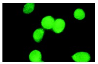  Rb (C-15): sc-50. Nuclear immunofluorescence staining of methanol-fixed NIH/3T3 mouse cells.